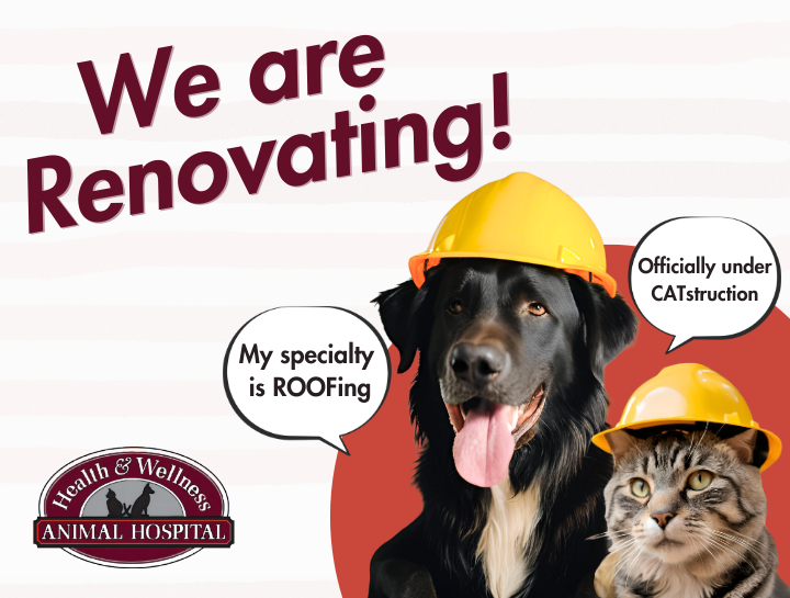 Renovations & Updates at Health & Wellness Animal Hospital